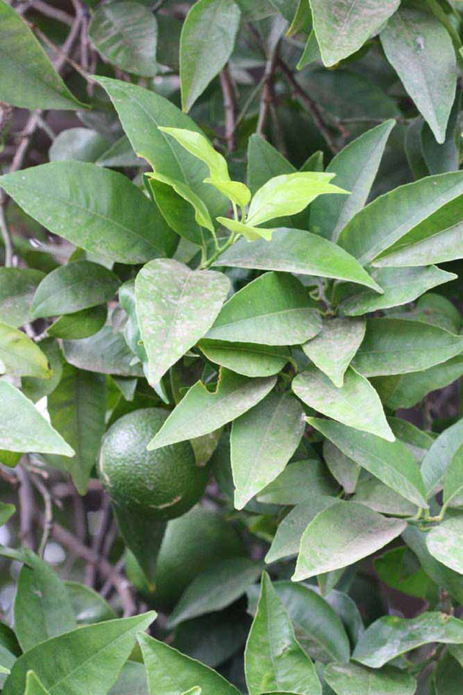              Sun leaves (Riverside, CA)       